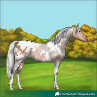 Horse Color:White Spotted Silver Brown Dun Appaloosa Brindle 