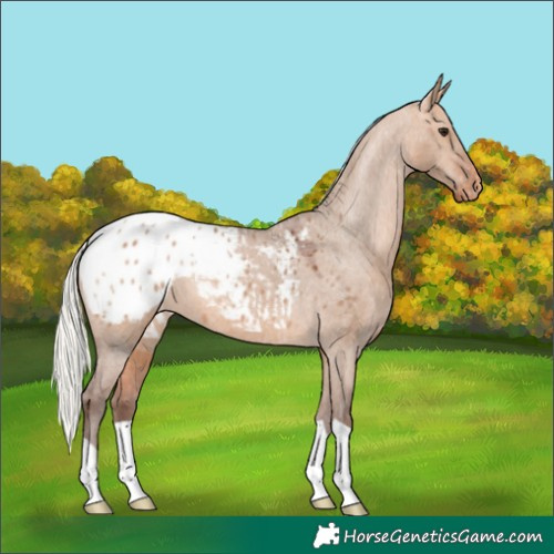 Horse Color:Silver Bay Dun Blanket 