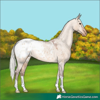 Horse Color:Silver Bay Dun Appaloosa 