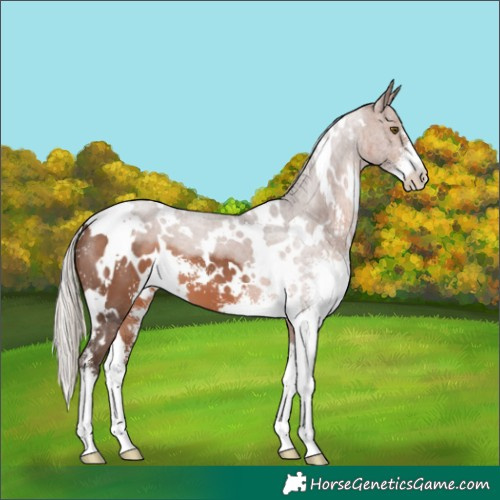 Horse Color:White Spotted Silver Brown Sabino 