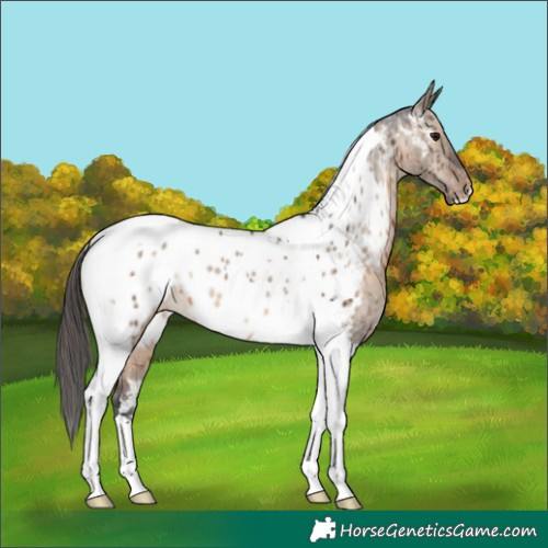 Horse Color:Brown Dun Tobiano Appaloosa Brindle