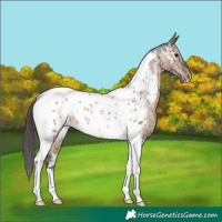 Horse Color:Brown Dun Tobiano Near Leopard Brindle 
