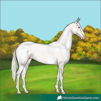 Horse Color:White Spotted Silver Brown Dun Sabino Appaloosa Brindle 