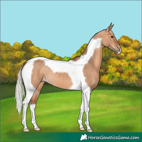 Horse Color:Silver Bay Dun Tobiano