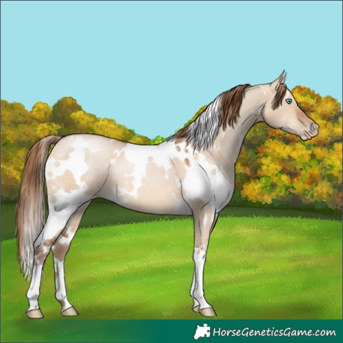 Horse Color:White Spotted Brown Pearl Dun 