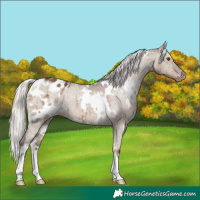 Horse Color:White Spotted Silver Grullo Appaloosa Brindle 