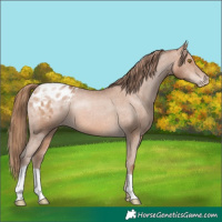 Horse Color:Brown Pearl Appaloosa 