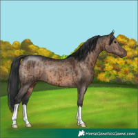 Horse Color:Brown Dun Brindle 
