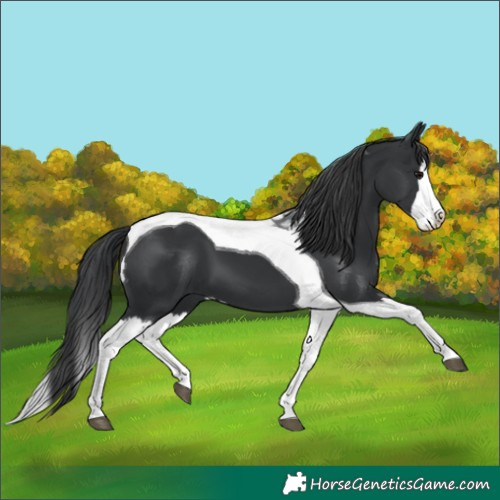 Horse Color:Black Splash Tobiano 