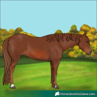 Horse Color:Chestnut 