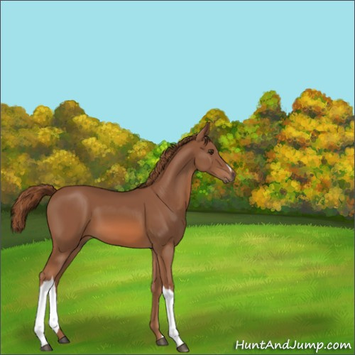 Horse Color:Chestnut 