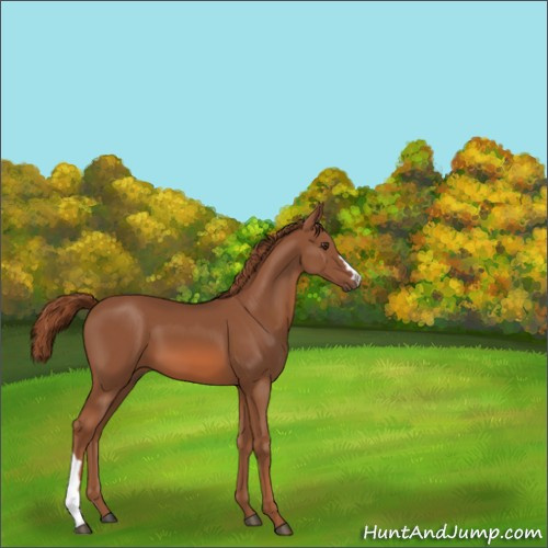 Horse Color:Chestnut 