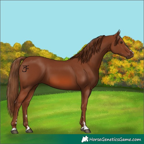 Horse Color:Chestnut 
