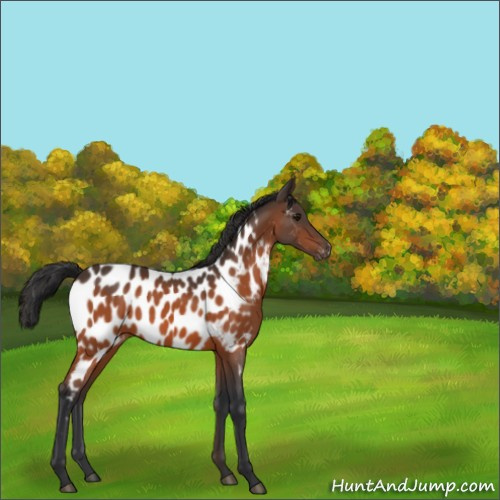 Horse Color:Bay Appaloosa 