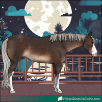 Horse Color:White Spotted Silver Brown 