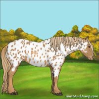Horse Color:Chestnut Near Leopard 