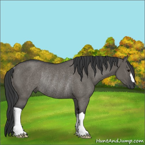 Horse Color:Grullo Rabicano 