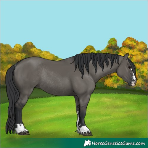 Horse Color:Grullo Rabicano 