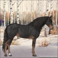 Horse Color:Liver Chestnut 