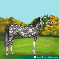 Horse Color:Grullo Tobiano Snowflake Varnish 