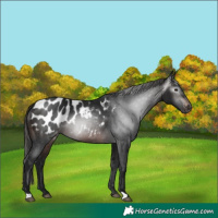 Horse Color:Gray Brown Appaloosa 