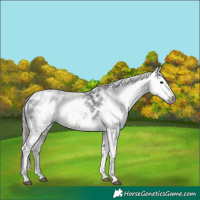 Horse Color:Gray Brown Appaloosa 