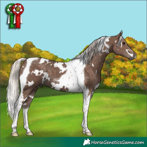 Horse Color:White Spotted Silver Black Tobiano 
