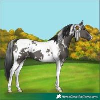 Horse Color:White Spotted Grullo Tobiano