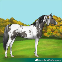 Horse Color:White Spotted Grullo Tobiano