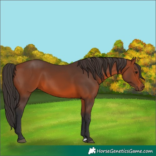 Horse Color:Bay 