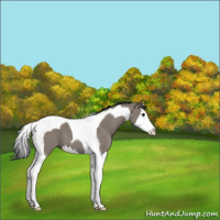 Horse Color:Grullo Splash Tobiano 