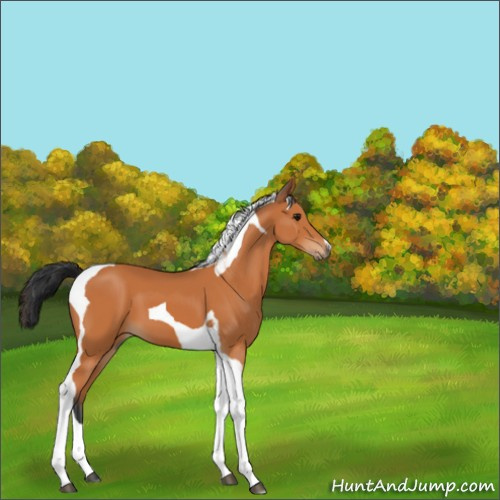 Horse Color:Bay Tobiano 