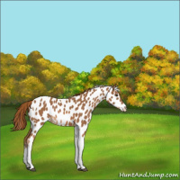 Horse Color:Chestnut Tobiano Appaloosa 