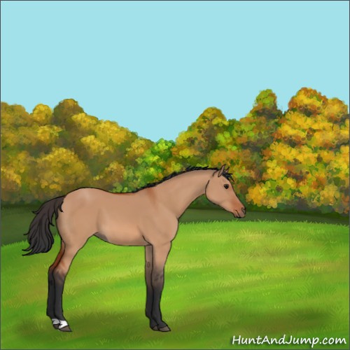 Horse Color:Bay Dun 