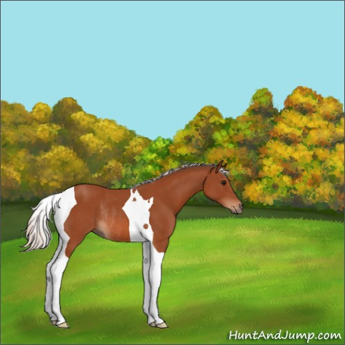 Horse Color:Silver Bay Tobiano Rabicano
