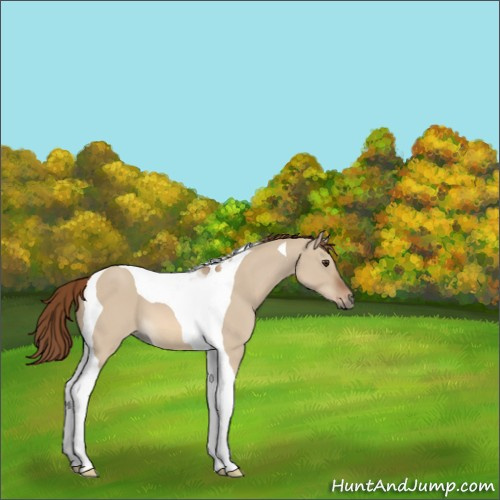 Horse Color:Red Dun Tobiano 