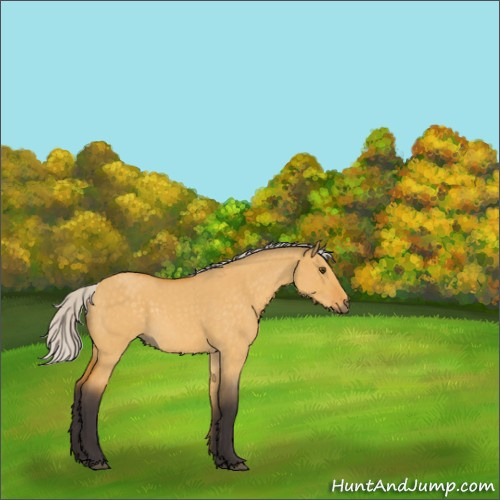 Horse Color:Silver Buckskin Roan Dun 