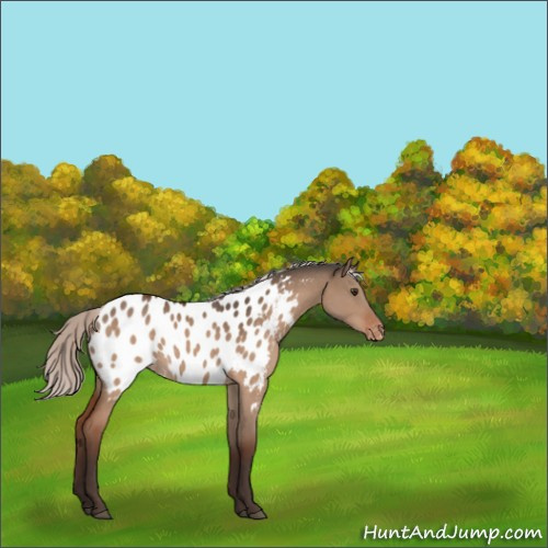 Horse Color:Silver Brown Dun Appaloosa 