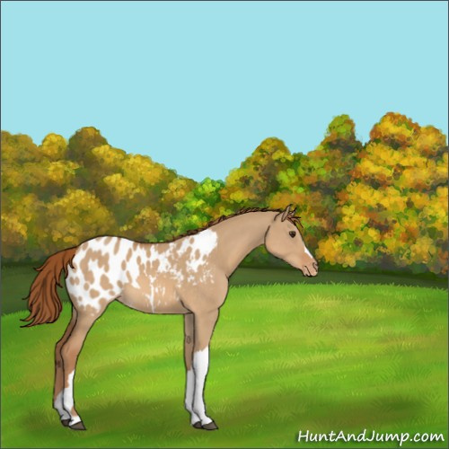 Horse Color:Red Dun Appaloosa 