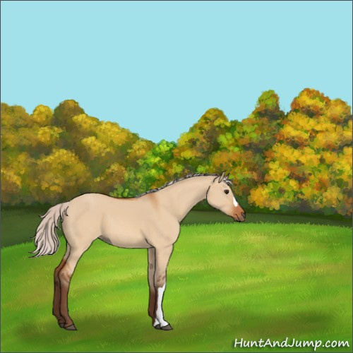 Horse Color:Silver Bay Dun 