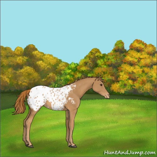 Horse Color:Chestnut Appaloosa 