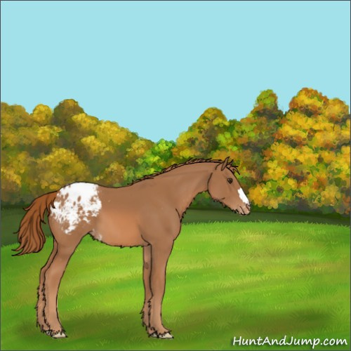 Horse Color:Chestnut Appaloosa 