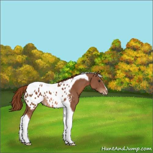 Horse Color:Chestnut Tobiano Appaloosa