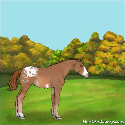 Horse Color:Chestnut Frame Appaloosa Rabicano
