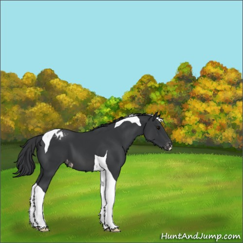 Horse Color:Black Tobiano Appaloosa 