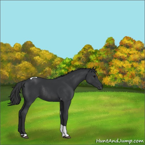 Horse Color:Black Tobiano Rabicano 