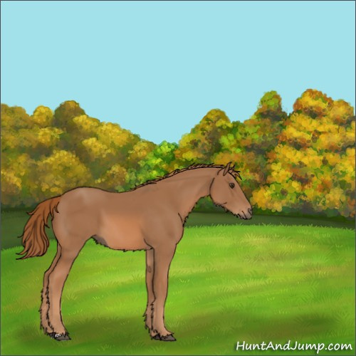 Horse Color:Chestnut 