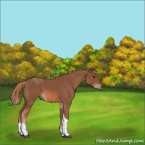 Horse Color:Chestnut Tobiano 