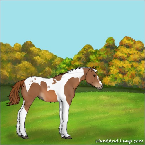 Horse Color:Chestnut Tobiano 