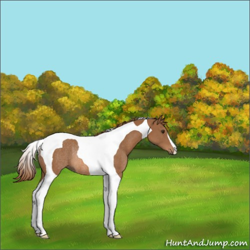 Horse Color:Chestnut Tobiano Rabicano 